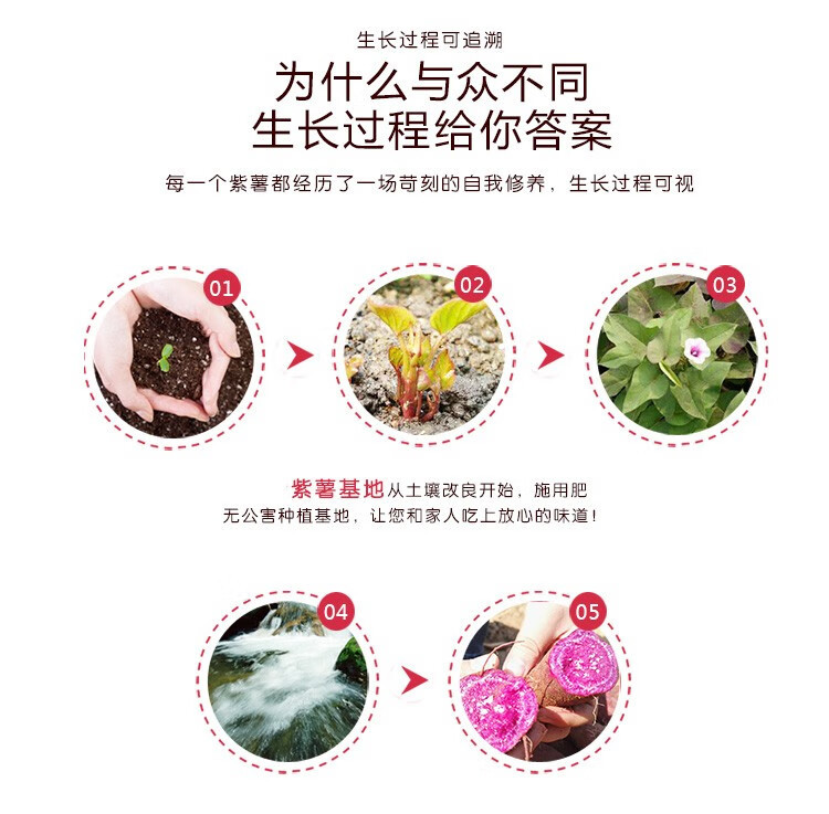 沃丰沃 紫薯地瓜【5斤】农家新鲜紫花心糖心皮薄易剥蔬菜软糯香