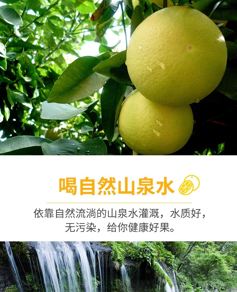 沃丰沃 爆汁黄金葡萄柚【5斤】新鲜水果当季黄心蜜柚文甜西柚