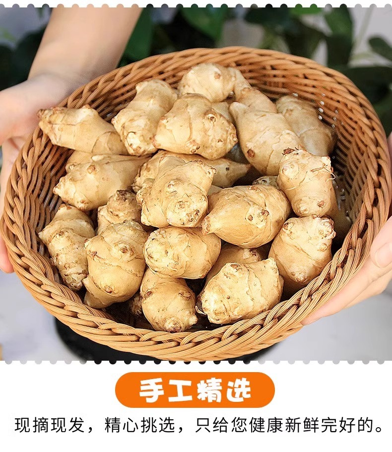 沃丰沃 新鲜现挖洋姜【1斤】野鬼子姜蔬菜酱泡菜产地直销菊芋生洋姜