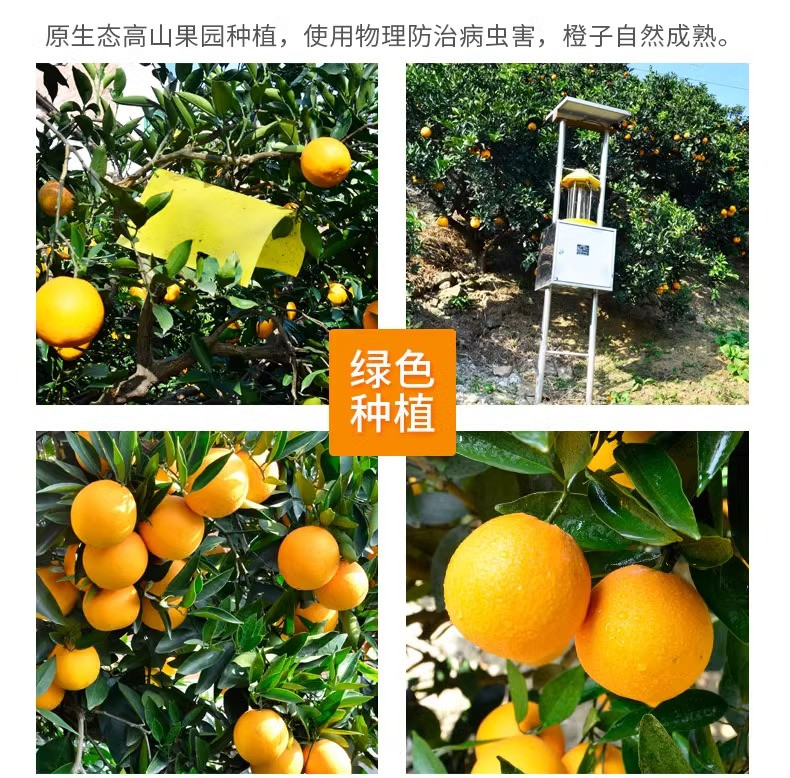 沃丰沃 正宗赣南脐橙【5斤】应季水果新鲜橙子甜橙子皮薄多汁产现摘产地