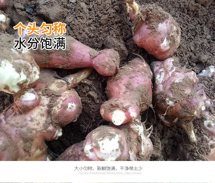 沃丰沃 红洋姜新鲜鬼子姜【5斤】不辣农家蔬菜酱腌菜泡菜种姜菊芋现挖