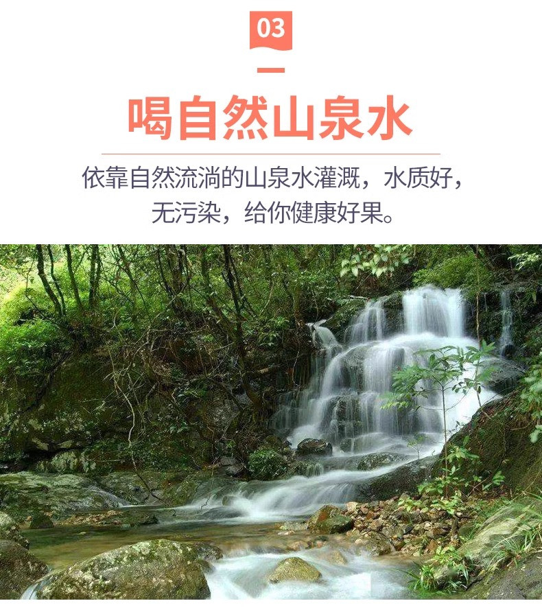 沃丰沃 正宗广东梅州沙田柚【15斤】当季现摘纯甜白肉蜜柚新鲜水果