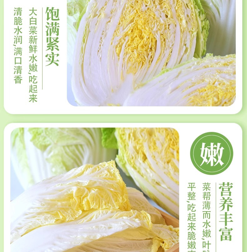 沃丰沃 现摘新鲜大白菜【5-6斤】当季蔬菜农家自种黄心娃娃菜叶包心菜