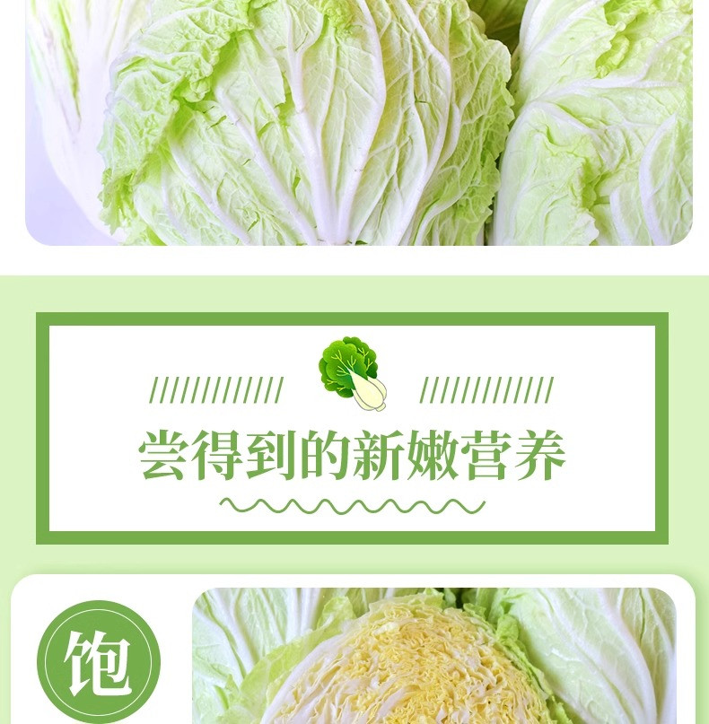 沃丰沃 现摘新鲜大白菜【5-6斤】当季蔬菜农家自种黄心娃娃菜叶包心菜