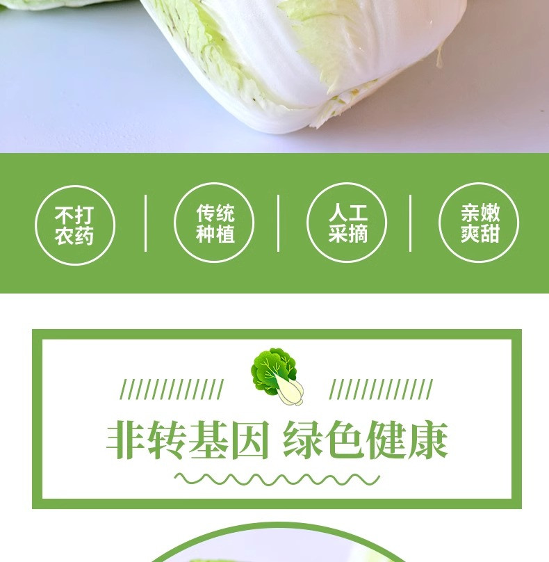 沃丰沃 现摘新鲜大白菜【5-6斤】当季蔬菜农家自种黄心娃娃菜叶包心菜