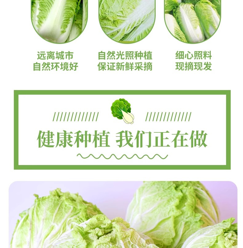 沃丰沃 现摘新鲜大白菜【5-6斤】当季蔬菜农家自种黄心娃娃菜叶包心菜