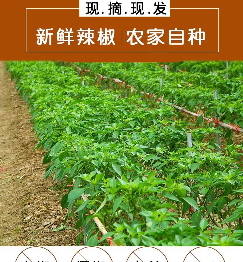 沃丰沃 新鲜现摘小米辣【1斤】椒特辣超辣薄皮红辣椒可剁椒泡椒蔬菜