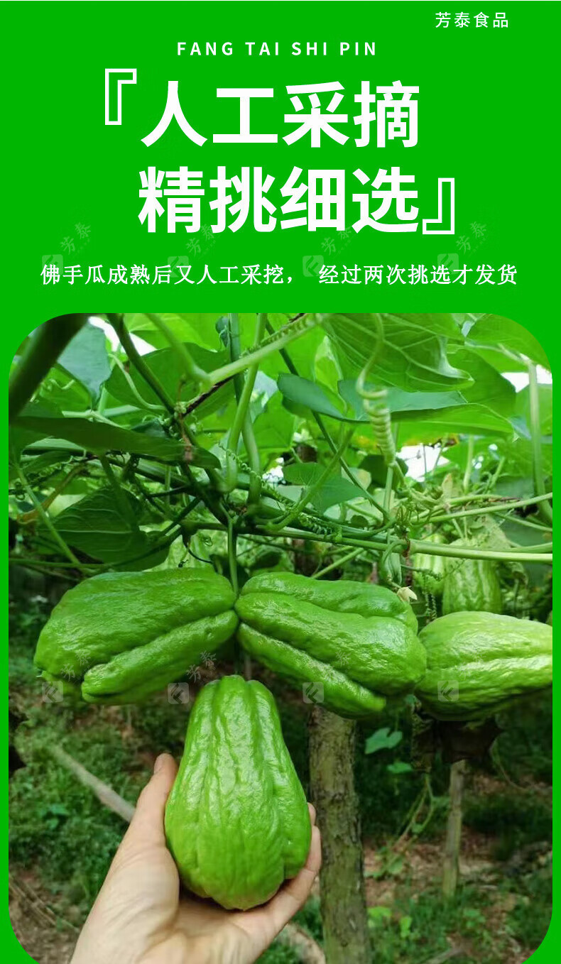 沃丰沃 佛手瓜5斤新鲜蔬菜批发洋瓜丰收应季丝瓜窝瓜现摘农家现发