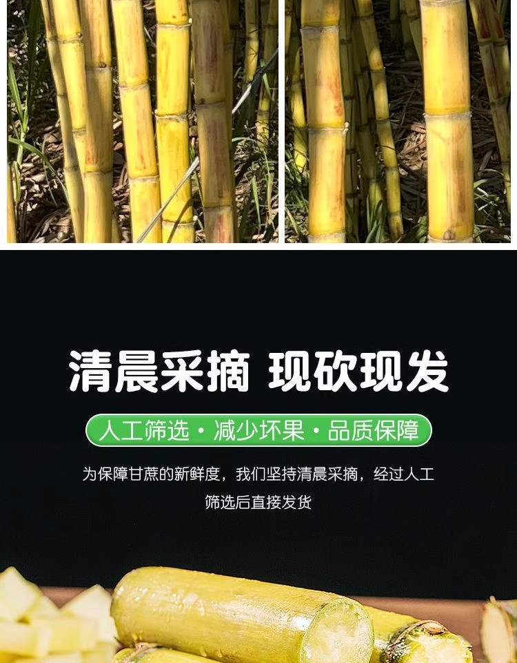 沃丰沃 云南黄金甘蔗5斤蜜甜脆新鲜超甜甘蔗新鲜采摘精品南方应季水果