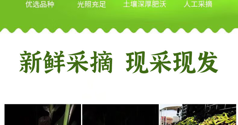 沃丰沃 新鲜水果玉米9斤现摘爆浆玉米甜玉米嫩苞谷粗粮现摘现发产地直销