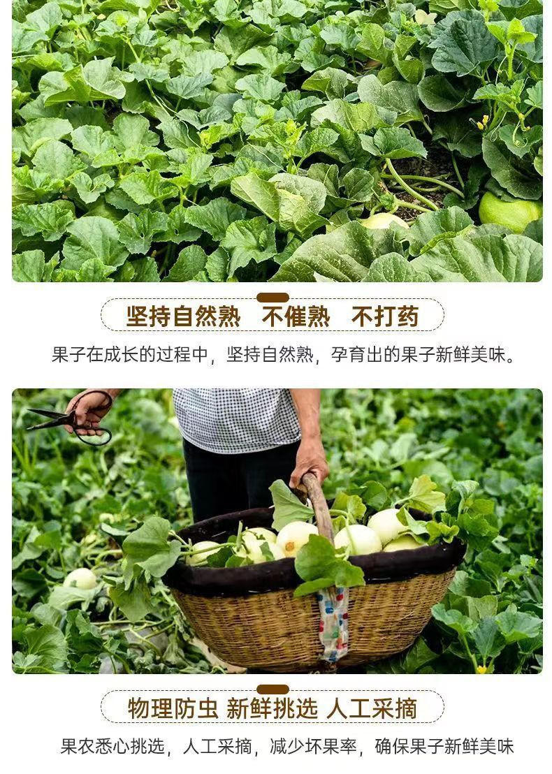 外婆喵  【助农】陕西阎良甜瓜2斤新鲜头茬当季水果小蜜瓜