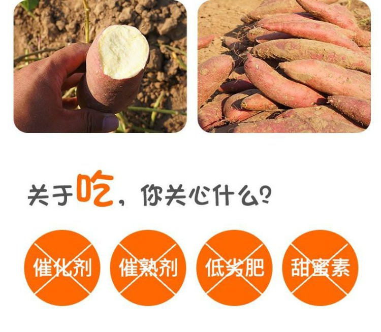 外婆喵 【助农】正宗南宁板栗红薯2斤新鲜地瓜蜜薯糖心农家自种