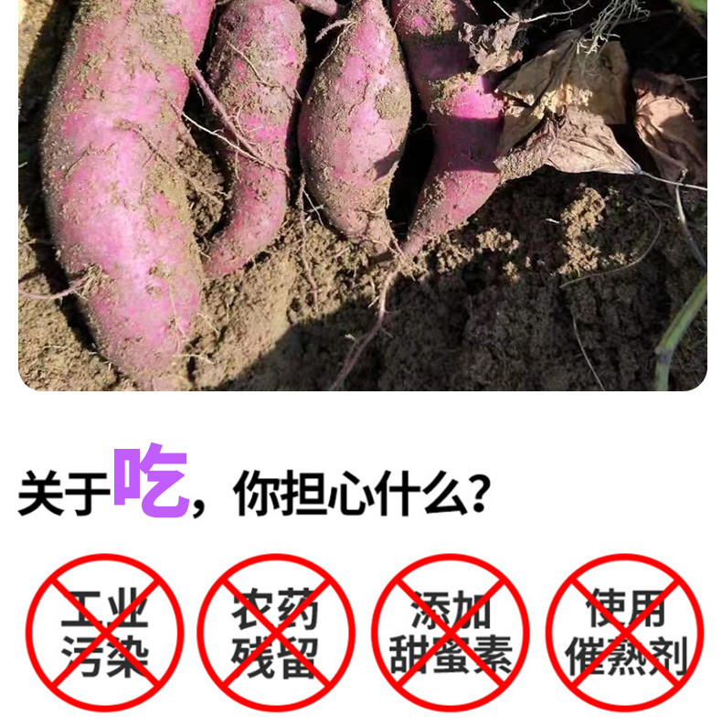 外婆喵 【助农】广东茂名冰淇淋红薯自种现发3斤新鲜农家番薯
