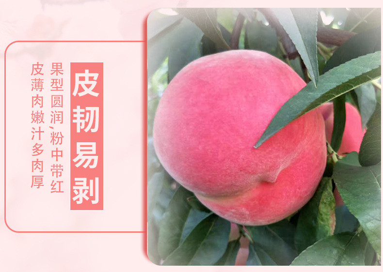 外婆喵 【助农】新鲜毛桃水蜜桃3斤桃子当季现摘桃子油脆甜桃多汁