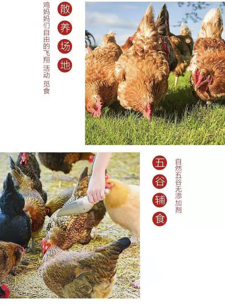 外婆喵 农家【土鸡蛋20枚】正宗散养农村笨鸡蛋新鲜营养柴鸡蛋