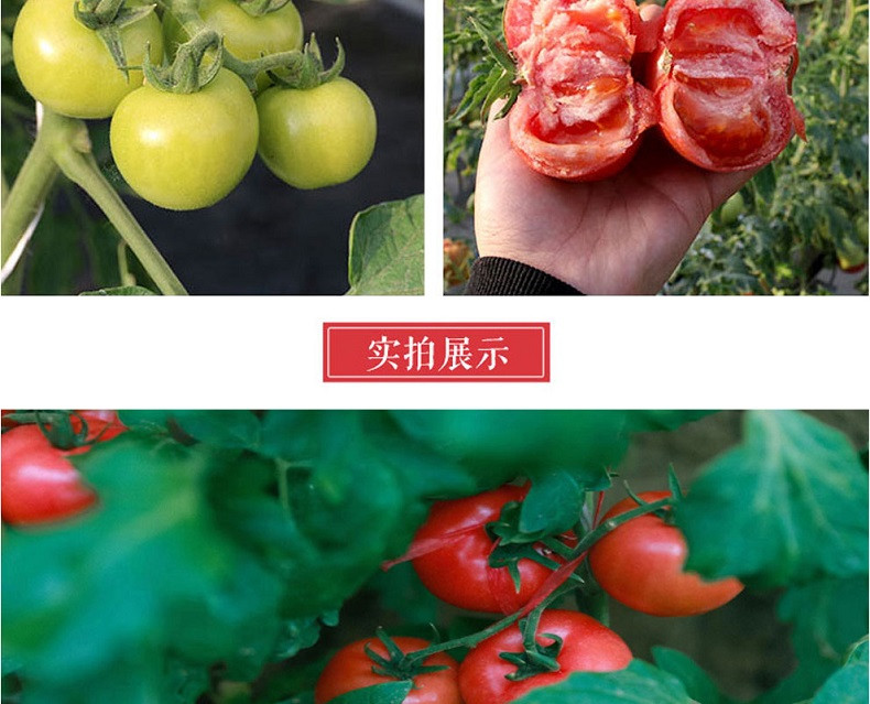 外婆喵 正宗陕西【沙瓤西红柿3斤】普罗旺斯西红柿时令生鲜番茄自然熟
