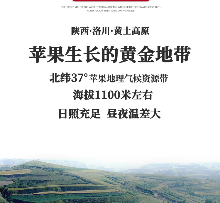 农家自产 产地直发 陕西洛川 高品质 红富士大苹果5斤装