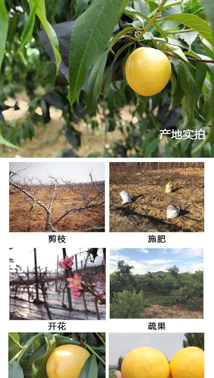 农家自产 山东沂蒙 黄油桃 当季新鲜水果 现摘现发