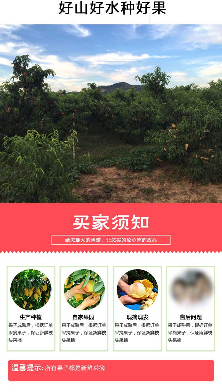 农家自产 山东沂蒙 黄油桃 当季新鲜水果 现摘现发