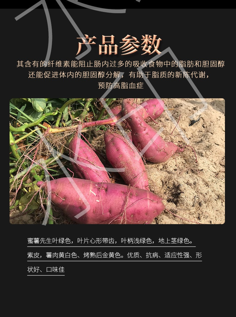 农家自产 阜平【蜜薯先生】 高山金沙蜜薯中果5斤盒装  粉糯香甜不稀软
