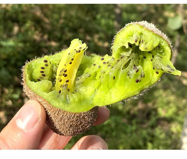 百果坚坚  贵州修文猕猴桃 身形修长果香浓郁