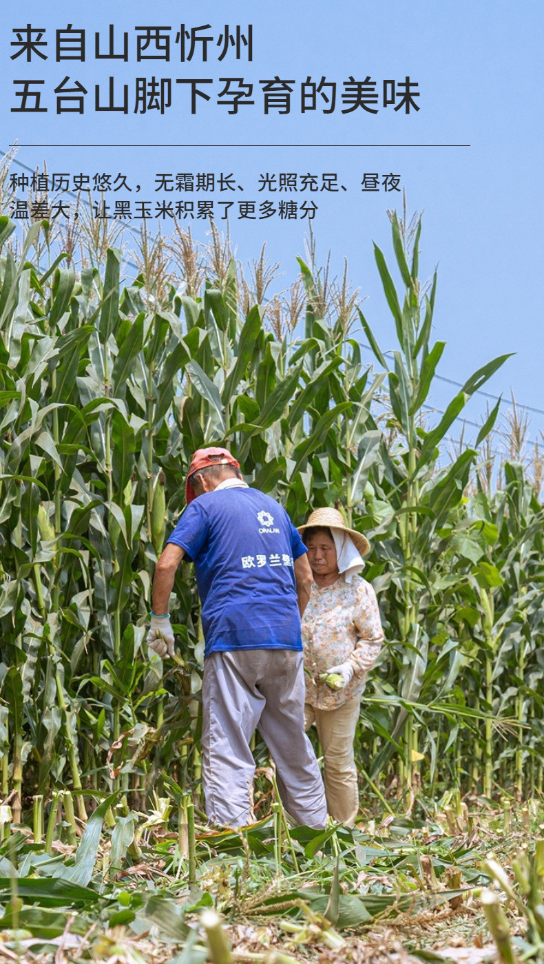 咔萌兔  山西香糯黑玉米当日采摘当日锁鲜