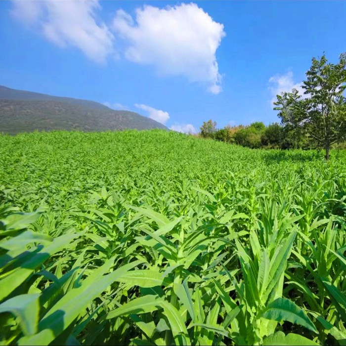 农家自产 【顺丰 京东】 最新大理贡菜 纯手工自然晾晒