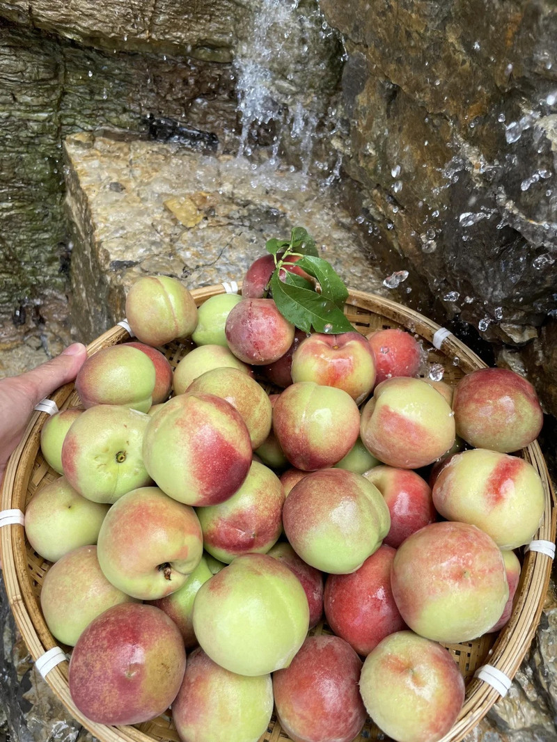 农家自产 现摘现发 蒙阴【珍珠小冬桃】甜蜜来袭！！