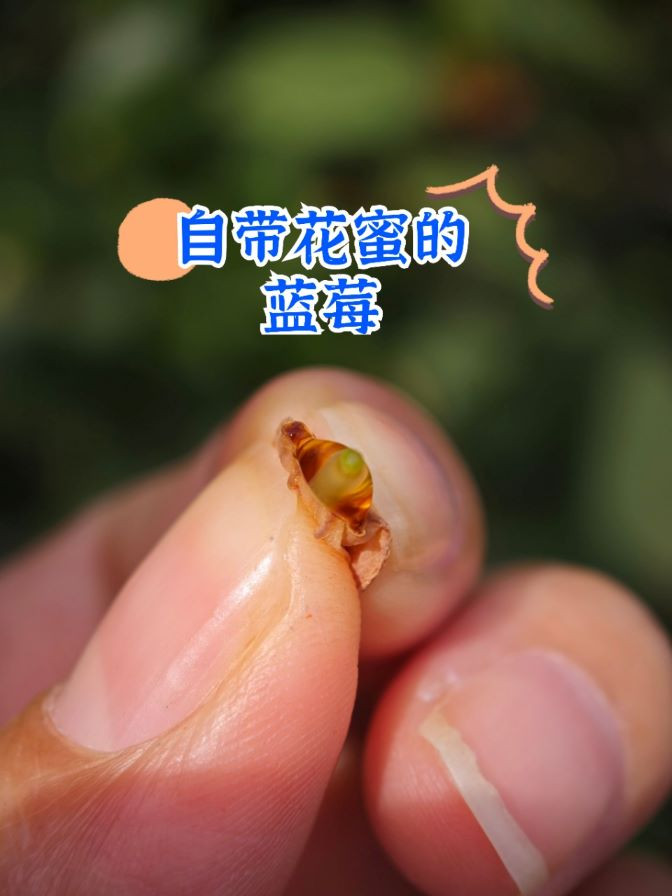 农家自产 顺丰空运 云南抚仙湖【花香蓝莓】脆甜带花香