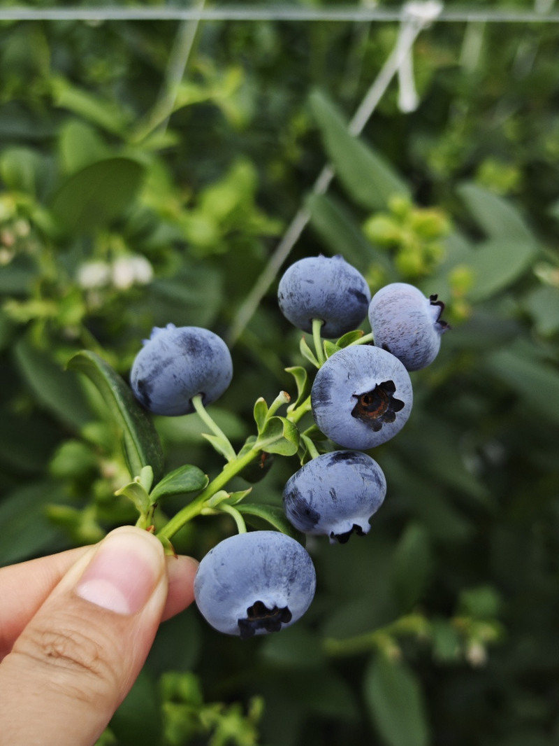 农家自产 顺丰空运 云南抚仙湖【花香蓝莓】脆甜带花香