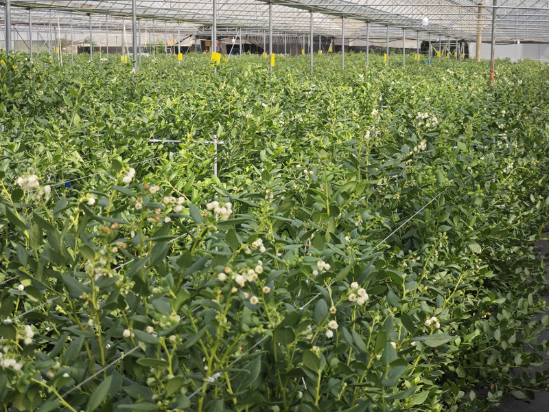 农家自产 顺丰空运 云南抚仙湖【花香蓝莓】脆甜带花香