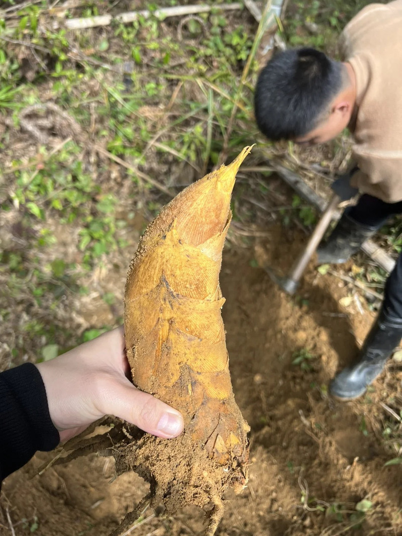 农家自产 现挖现发 京东包邮【临安冬笋】来啦