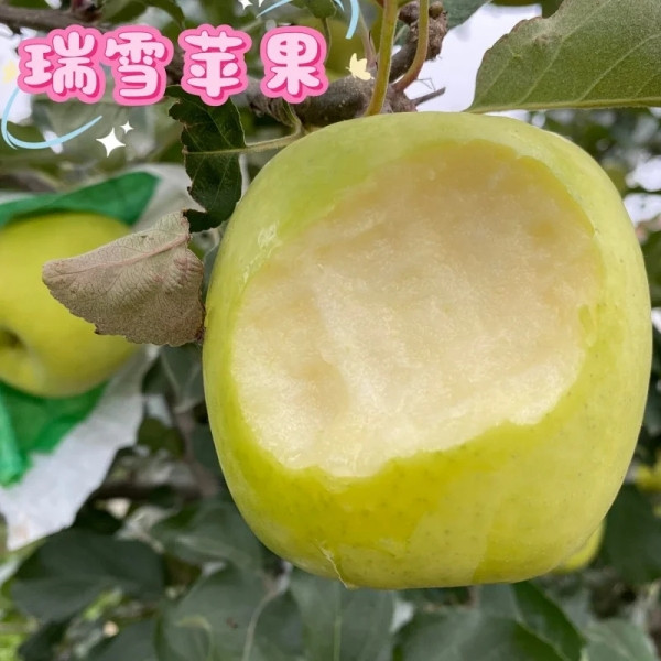 农家自产 苹果界的春夏秋 【阿克苏彩虹苹果】顺丰包邮