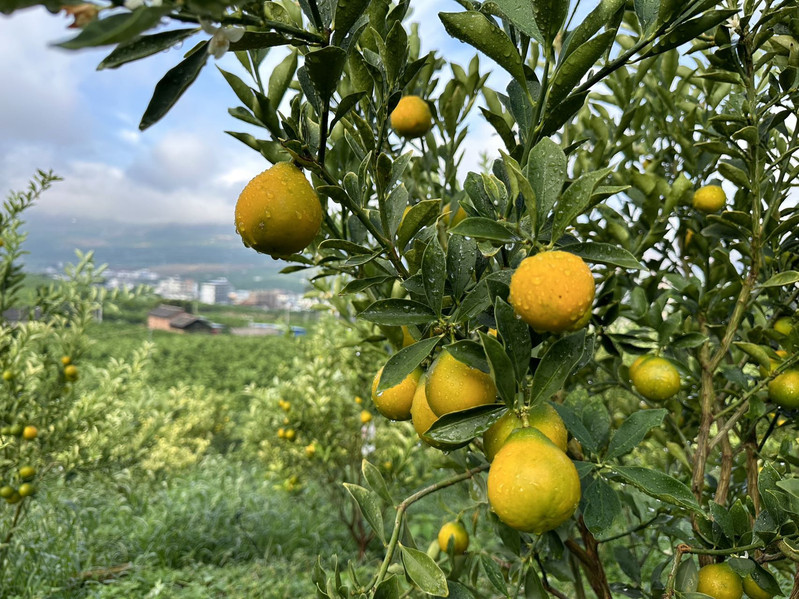 农家自产 云南 脆蜜金柑甜蜜 来袭 ！金桔 顺丰包邮