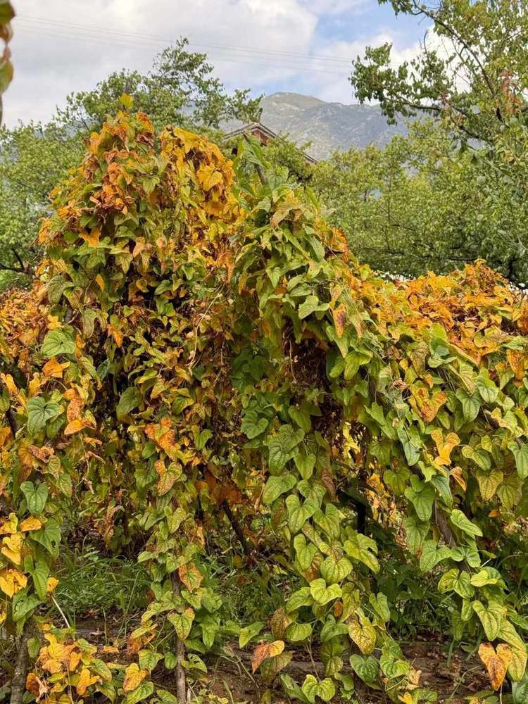 农家自产 云南丽江 野山药（牛尾山药）顺丰包邮