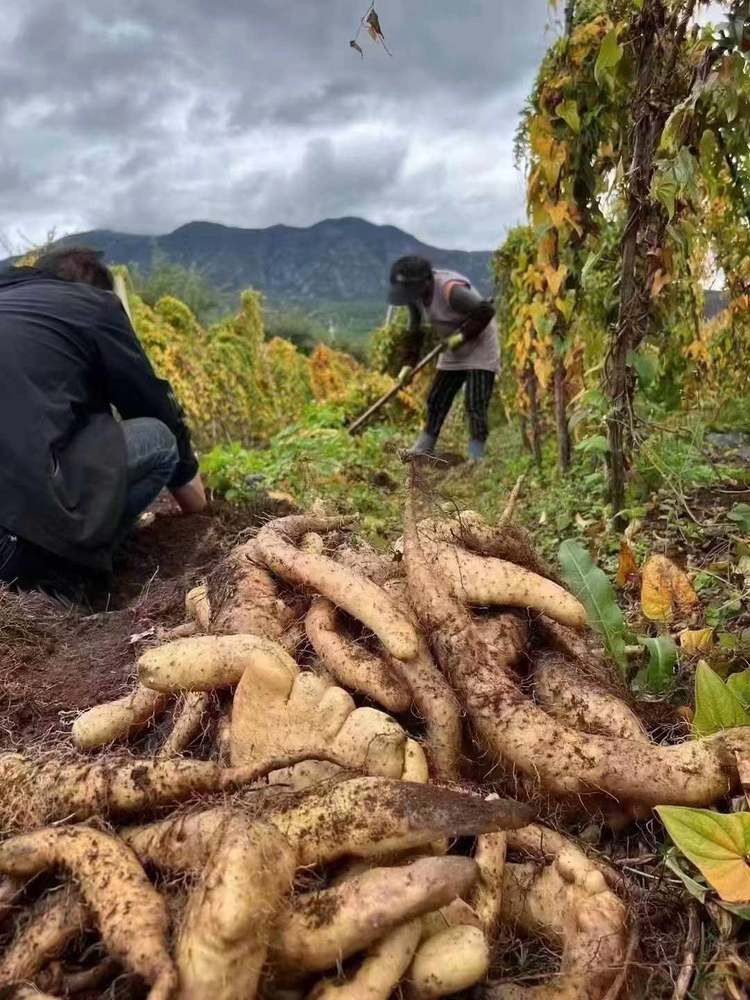 农家自产 云南丽江 野山药（牛尾山药）顺丰包邮