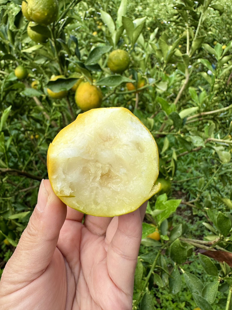 农家自产 云南 脆蜜金柑甜蜜 来袭 ！金桔 顺丰包邮