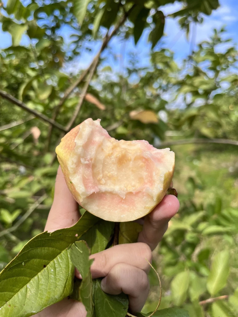 农家自产 彩虹芭乐 顺丰包邮