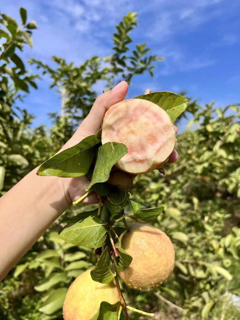 农家自产 彩虹芭乐 顺丰包邮