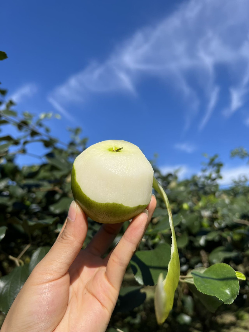 农家自产 云南热带小可爱—版纳【苹果枣】花皮果