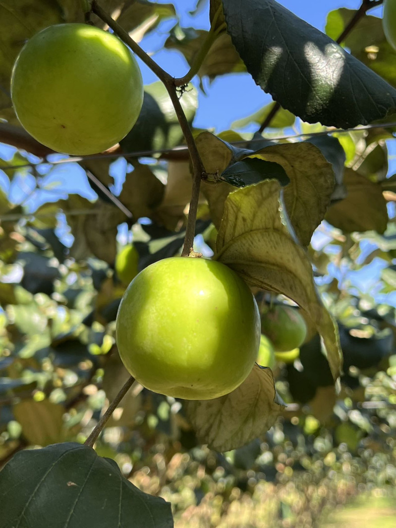 农家自产 云南热带小可爱—版纳【苹果枣】花皮果