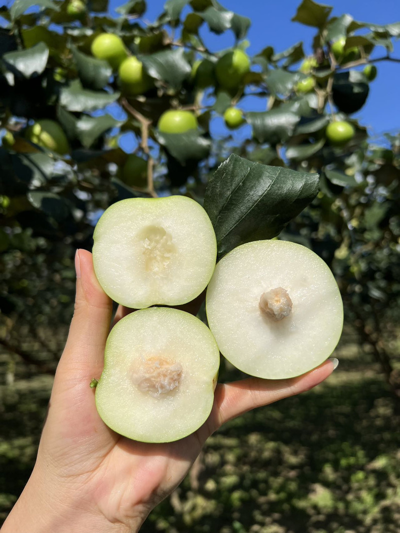 农家自产 云南热带小可爱—版纳【苹果枣】花皮果