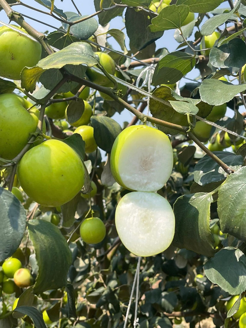 农家自产 云南热带小可爱—版纳【苹果枣】花皮果