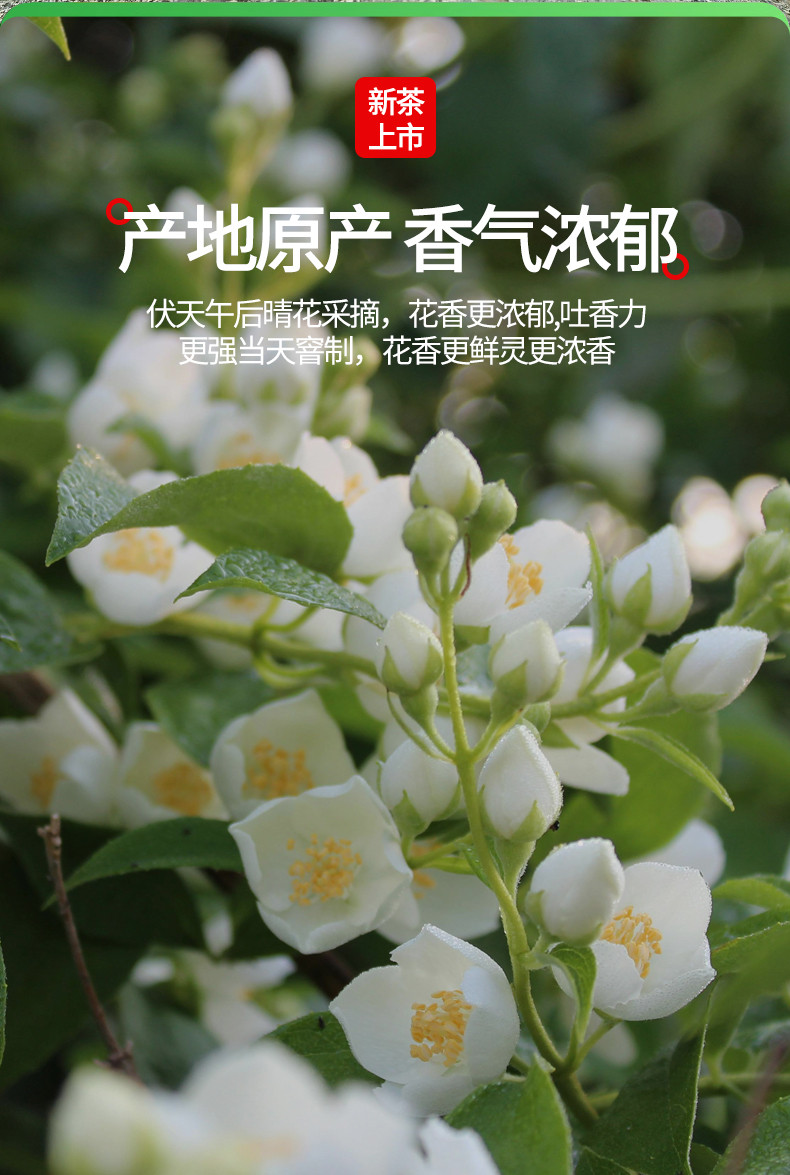 中闽飘香  茉莉飘雪 花茶2024新茶浓香型 绿茶高山茶叶花草茶