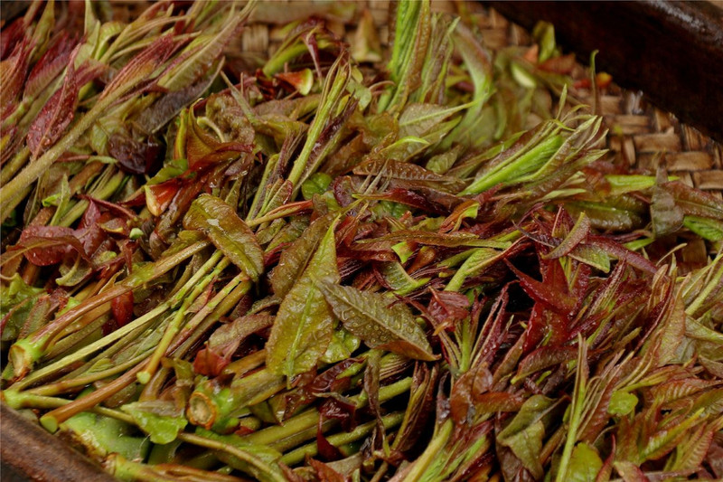 农家自产  陕西高山香椿 一级头茬 现摘现发 顺丰冷链