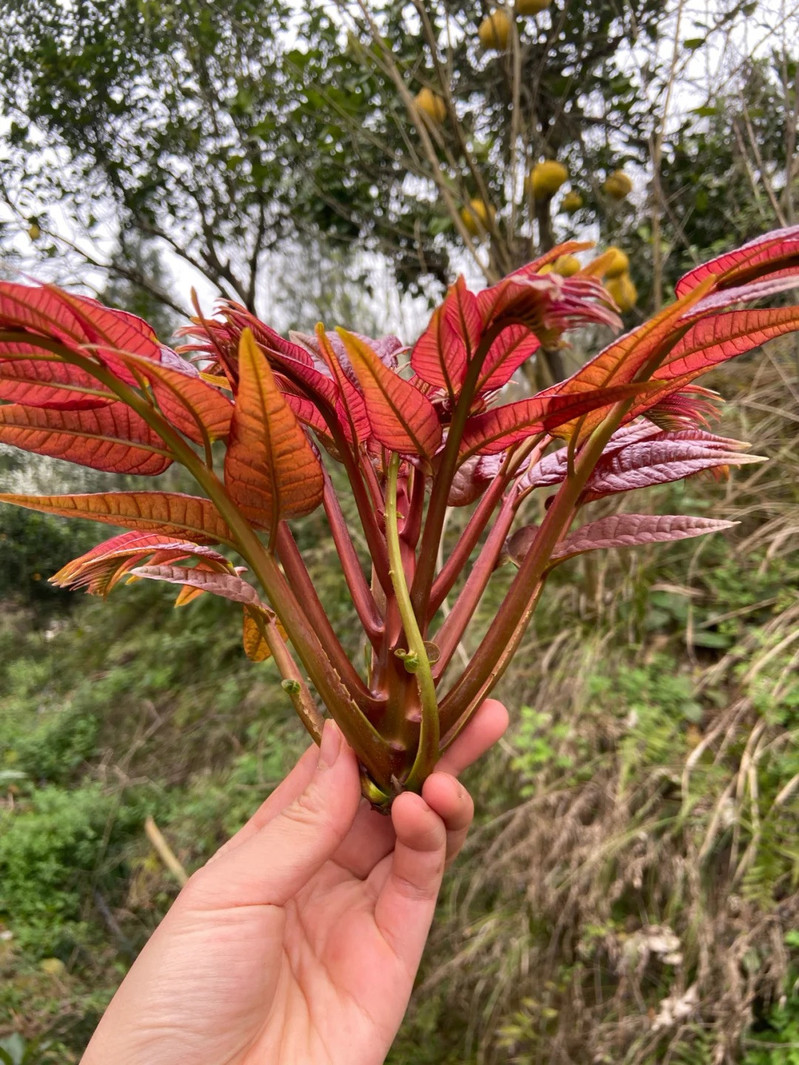 农家自产  陕西高山香椿 一级头茬 现摘现发 顺丰冷链