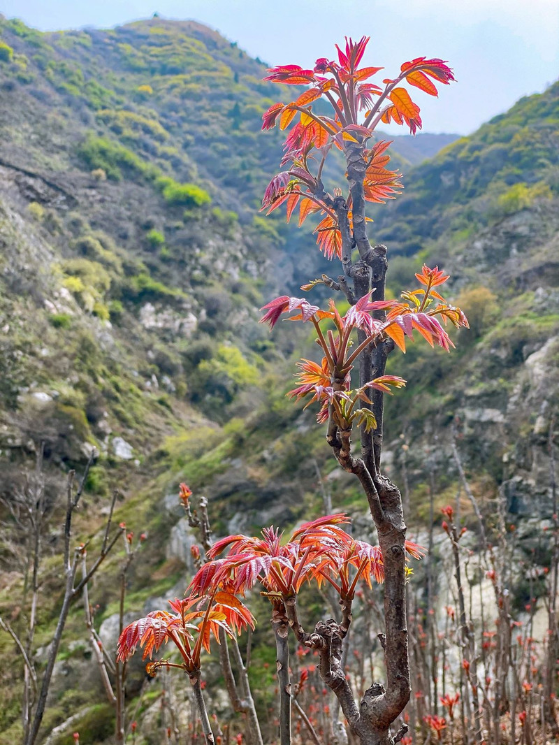 农家自产  陕西高山香椿 一级头茬 现摘现发 顺丰冷链