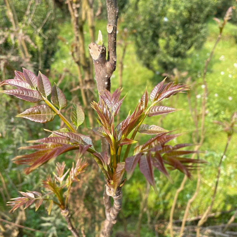 农家自产  陕西高山香椿 一级头茬 现摘现发 顺丰冷链