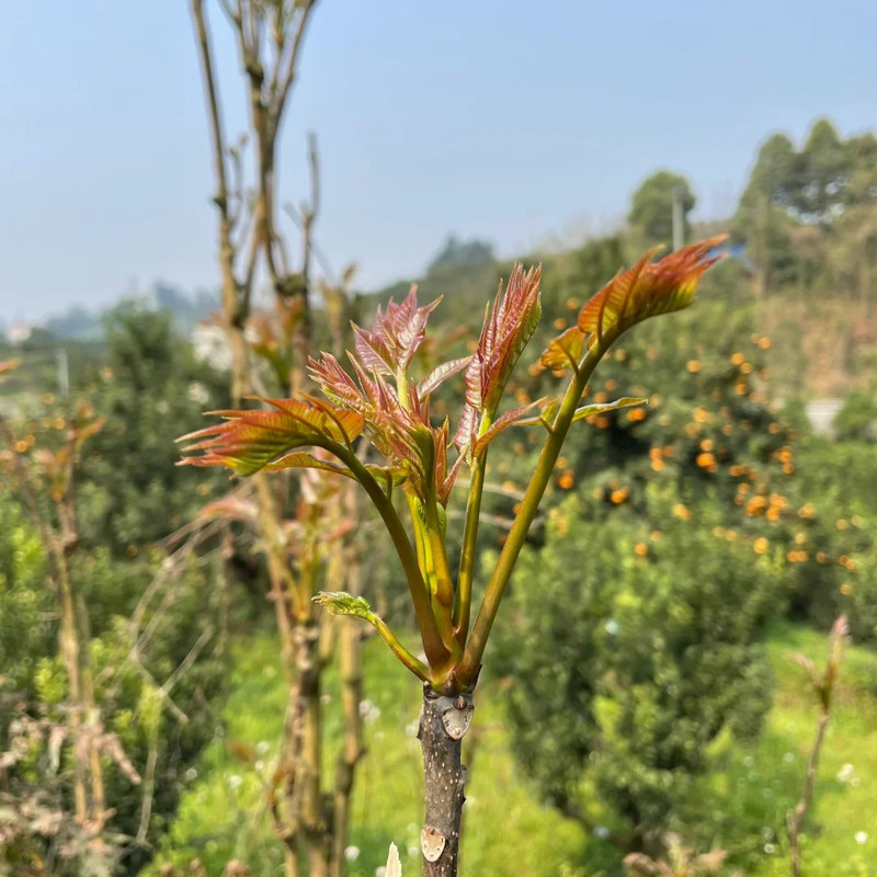 农家自产  陕西高山香椿 一级头茬 现摘现发 顺丰冷链