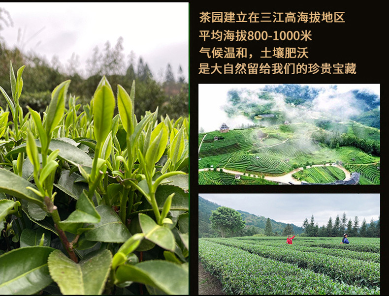 侗美仙池 三江红茶芸香红250g罐装茶叶